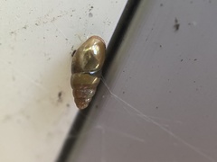 Cochlicopa lubrica