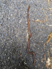 Thamnophis ordinoides