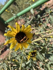 Chauliognathus basalis