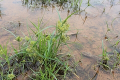 Cyperus odoratus