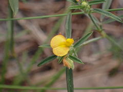 Stylosanthes biflora