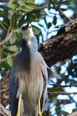 Egretta novaehollandiae novaehollandiae