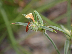 Stylosanthes biflora