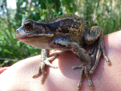 Gastrotheca riobambae