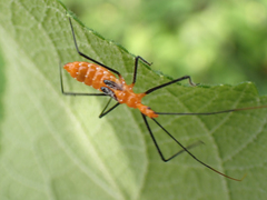 Zelus longipes