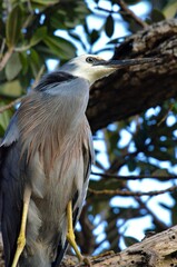 Egretta novaehollandiae novaehollandiae