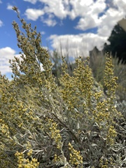 Artemisia tridentata