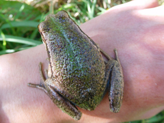 Gastrotheca riobambae
