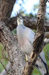 Egretta novaehollandiae novaehollandiae