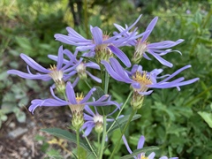 Eucephalus ledophyllus