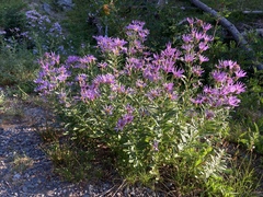 Eucephalus ledophyllus