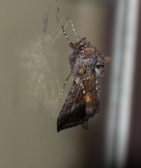Autographa precationis
