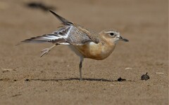 Charadrius obscurus aquilonius