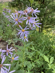 Eucephalus ledophyllus