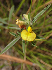 Stylosanthes biflora