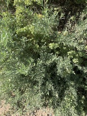 Atriplex canescens