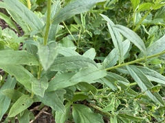 Eucephalus ledophyllus