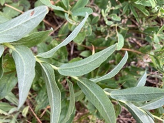 Eucephalus ledophyllus