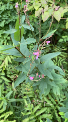 Desmodium canadense