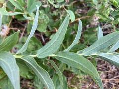 Eucephalus ledophyllus