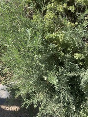 Atriplex canescens