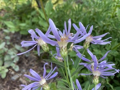 Eucephalus ledophyllus