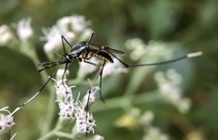 Toxorhynchites rutilus