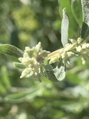 Atriplex canescens