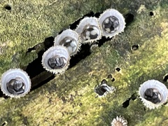 Nidulariaceae