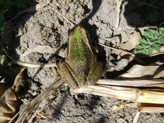 Gastrotheca riobambae