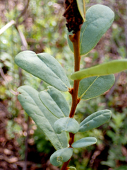 Asimina reticulata