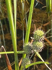 Sparganium americanum