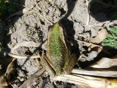 Gastrotheca riobambae