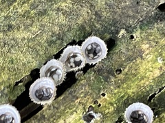 Nidulariaceae