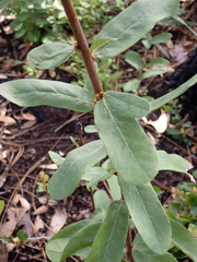 Asimina reticulata