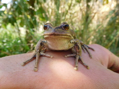 Gastrotheca riobambae