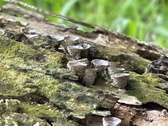 Nidulariaceae