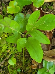 Nabalus trifoliolatus