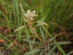 Croton argyranthemus