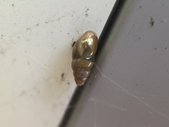Cochlicopa lubrica