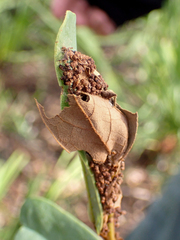 Omphalocera munroei