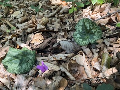 Cyclamen purpurascens