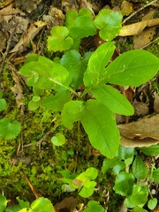 Nabalus trifoliolatus