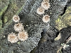 Lycoperdon echinatum