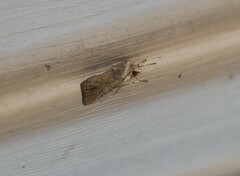 Spodoptera frugiperda