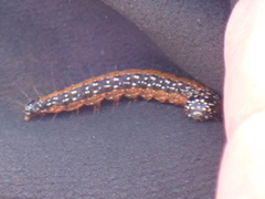 Omphalocera munroei