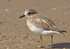 Charadrius obscurus aquilonius