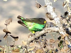 Poicephalus meyeri