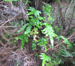 Microsorum pustulatum pustulatum