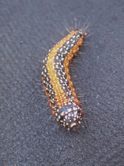 Omphalocera munroei